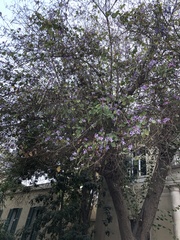 Magnoliopsida