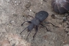 Cephalostenus orbicollis