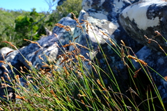 Thamnochortus levynsiae