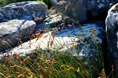 Thamnochortus levynsiae