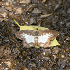 Gerosis phisara