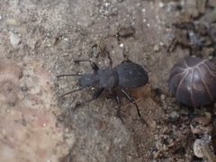 Cephalostenus orbicollis