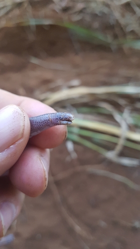 Serra da Mesa Worm Lizard, Amphisbaena anaemariae