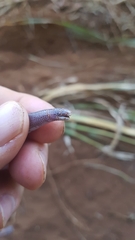 Amphisbaena anaemariae