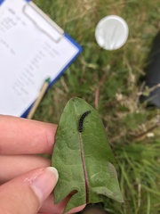 Zelotherses paleana