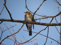 Turdus pilaris