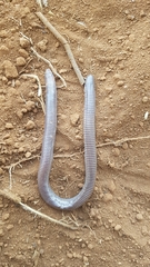 Amphisbaena anaemariae