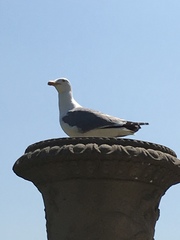 Larus michahellis