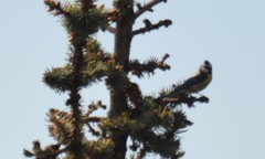 Cyanistes caeruleus caeruleus