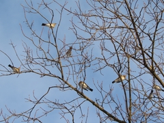 Turdus pilaris