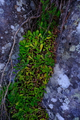 Osmitopsis dentata