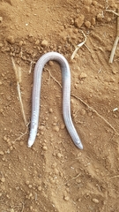 Amphisbaena anaemariae