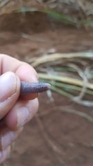 Amphisbaena anaemariae