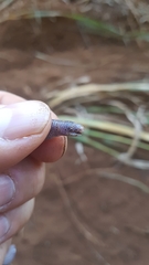 Amphisbaena anaemariae