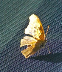 Polygonia interrogationis