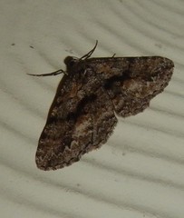 Scioglyptis canescaria