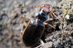 Nebria lewisi