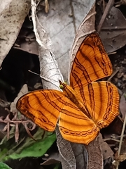 Chersonesia rahria