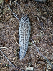 Limax subalpinus