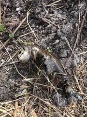 Lissolepis coventryi