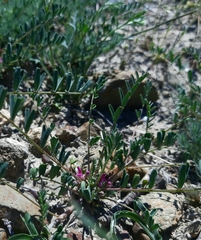 Astragalus oxyglottis