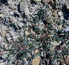 Astragalus oxyglottis