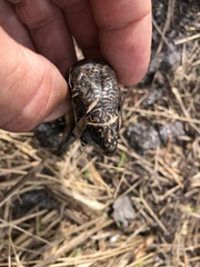 Lissolepis coventryi