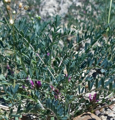 Astragalus oxyglottis