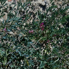 Astragalus oxyglottis