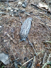 Limax subalpinus