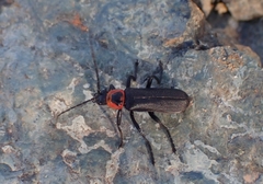 Cantharis pulicaria