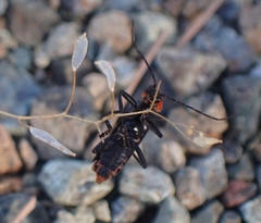 Cantharis pulicaria