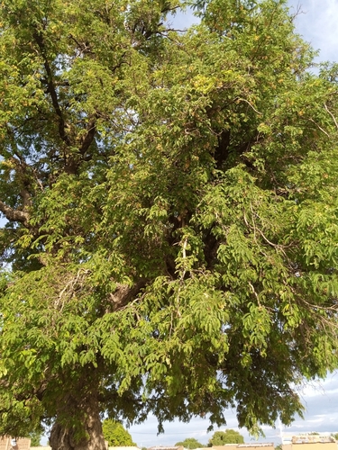 Tamarind