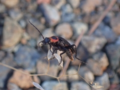 Cantharis pulicaria