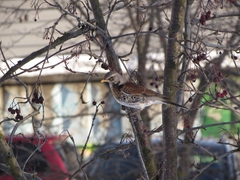 Turdus pilaris
