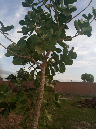 giant milkweed