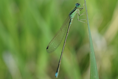 Ischnura asiatica