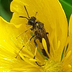 Tenthredo frauenfeldii