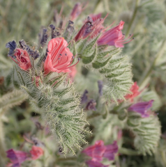 Echium angustifolium