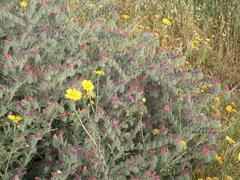 Echium angustifolium