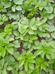 Aegopodium podagraria