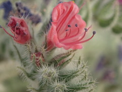 Echium angustifolium