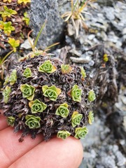 Myosotis pulvinaris
