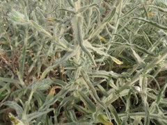 Echium angustifolium