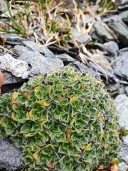 Myosotis pulvinaris