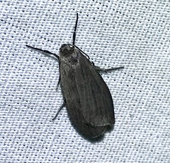 Crambidia lithosioides