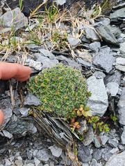 Myosotis pulvinaris