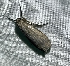 Crambidia lithosioides