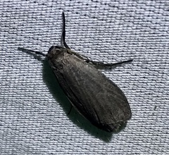 Crambidia lithosioides