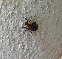 Clinteria klugi